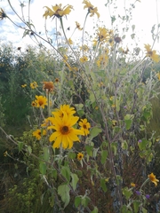 Tithonia tubaeformis