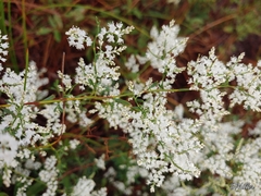 Polygonella polygama