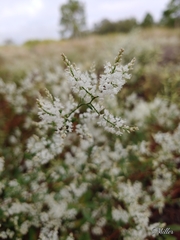 Polygonella polygama