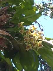 Catasetum fimbriatum