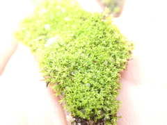 Pseudocrossidium hornschuchianum