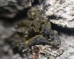 Collema subflaccidum