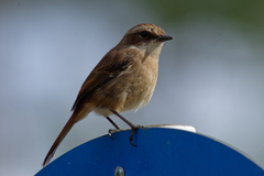 Saxicola ferreus