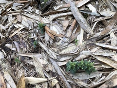 Gentiana bambuseti