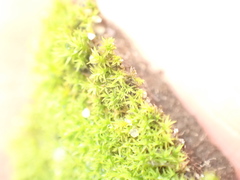 Pseudocrossidium hornschuchianum