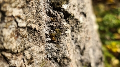 Collema subflaccidum