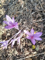 Colchicum feinbruniae