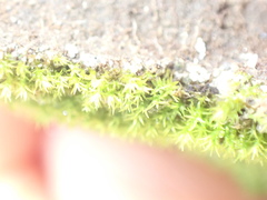 Pseudocrossidium hornschuchianum