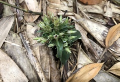 Gentiana bambuseti