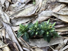 Gentiana bambuseti