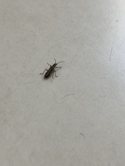 Insecta