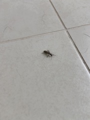 Insecta