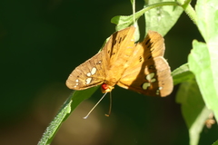 Capila phanaeus