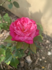 Rosa