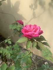 Rosa