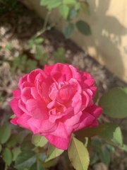 Rosa