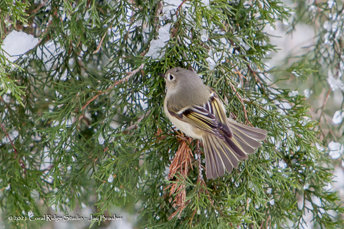 Ruby-crowned Kinglet photographed in Tennessee