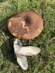 Butyriboletus appendiculatus