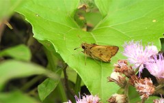 Polites vibex