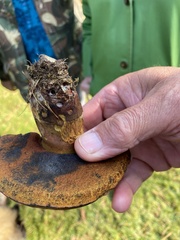 Butyriboletus appendiculatus