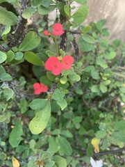 Euphorbia