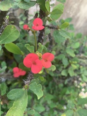 Euphorbia