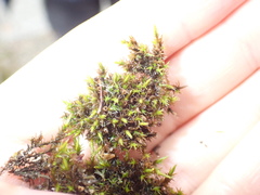 Schistidium crassipilum