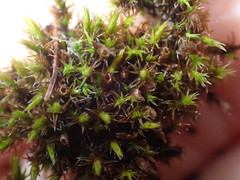 Schistidium crassipilum