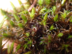 Schistidium crassipilum