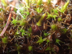 Schistidium crassipilum