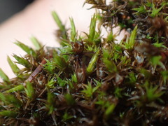 Schistidium crassipilum