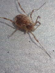 Paroligolophus