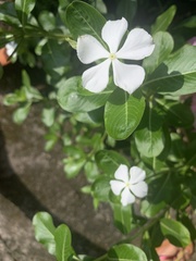 Catharanthus roseus