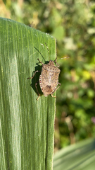 Halyomorpha halys