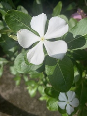 Catharanthus roseus