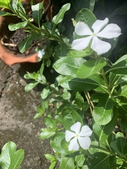 Catharanthus roseus