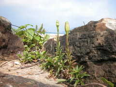 Lilium longiflorum scabrum