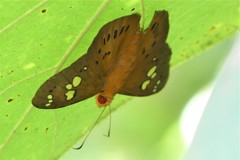 Capila phanaeus