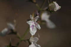 Teucrium pseudochamaepitys