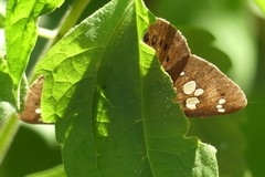 Capila phanaeus