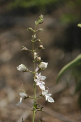 Teucrium pseudochamaepitys