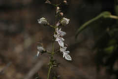 Teucrium pseudochamaepitys