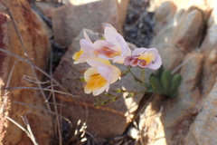 Freesia occidentalis