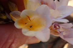 Freesia occidentalis