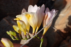 Freesia occidentalis