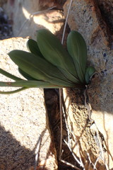 Freesia occidentalis
