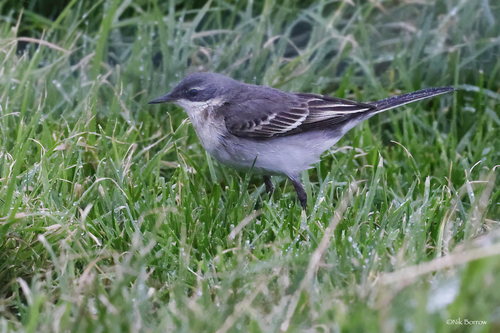 Eastern Yellow Wagtail