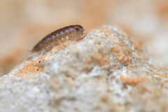 Chaetophiloscia sicula