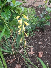 Kniphofia pauciflora