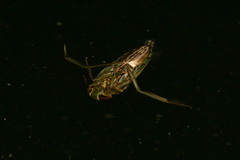 Paranisops inconstans